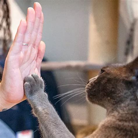 battersea cats home donations|Other ways to give .